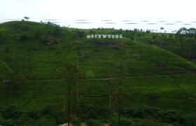 Exploring the Delights of Mackwood Tea in Sri Lanka