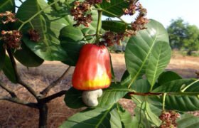 Starting a Cashew nuts Processing Business