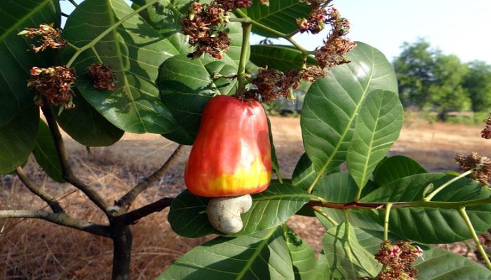 Starting a Cashew nuts Processing Business