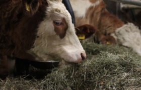 Cattle feed business a bone to farmer economy