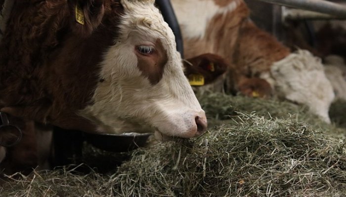 Cattle feed business a bone to farmer economy