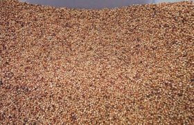 Optimizing growth in the Dal Milling Process