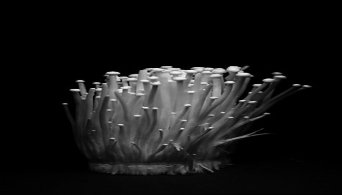 Facts about Enki mushrooms              