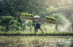 The Future of Agriculture: Organic Farming