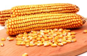 Starting and Succeeding in the Maize Business