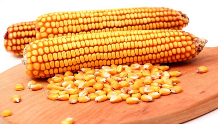 Starting and Succeeding in the Maize Business