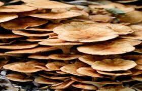 Exploring the Fascinating World of Oyster Mushrooms
