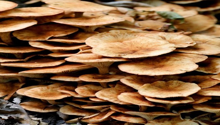Exploring the Fascinating World of Oyster Mushrooms