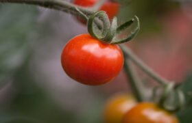What are the Steps to Start a Tomato Processing Business?