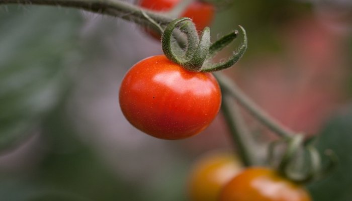 What are the Steps to Start a Tomato Processing Business?