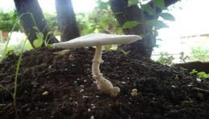 Unveiling the Secrets of Milky Mushroom