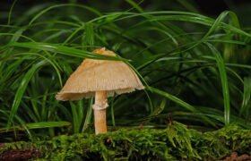 Exploring the world of Mushrooms 