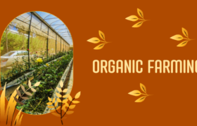Why is Organic farming important ?