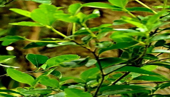 mehandi plant