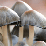 What Makes Shimeji Mushrooms Nutrient-Rich?
