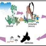 How Ecosystems Can Combat Climate Change Effectively