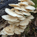 Studying Oyster Mushrooms’ Amazing World