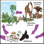 green ecosystem